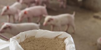 certificazione filiera suinicola