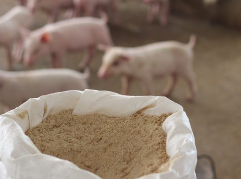 certificazione filiera suinicola