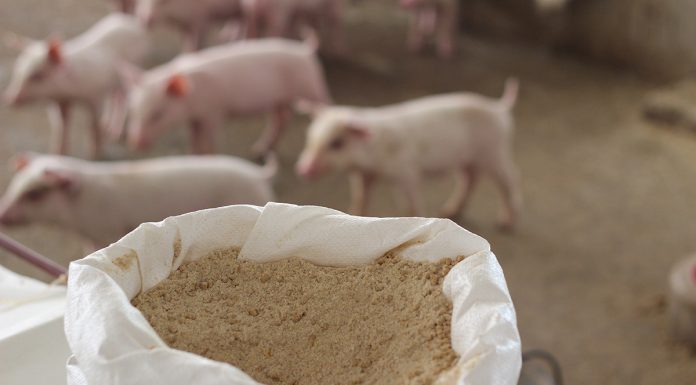 certificazione filiera suinicola