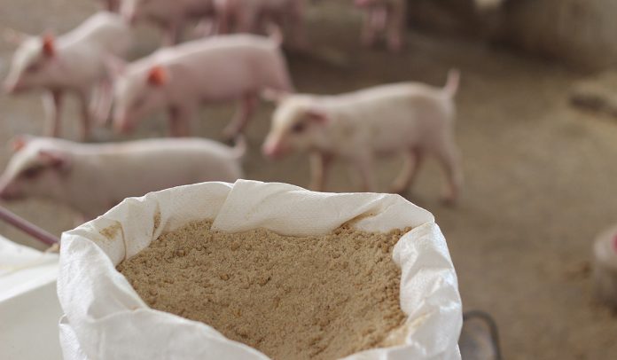 certificazione filiera suinicola