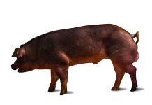 razza duroc italiana