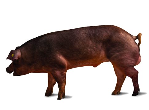 razza duroc italiana