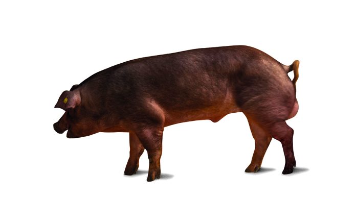 razza duroc italiana