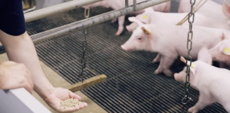 alimentazione suinetti