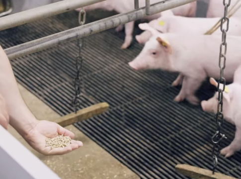 alimentazione suinetti