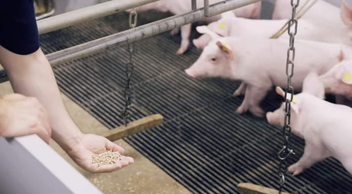 Alimentazione suinetti, il ruolo delle proteine lattiero-casearie alimentazione suinetti