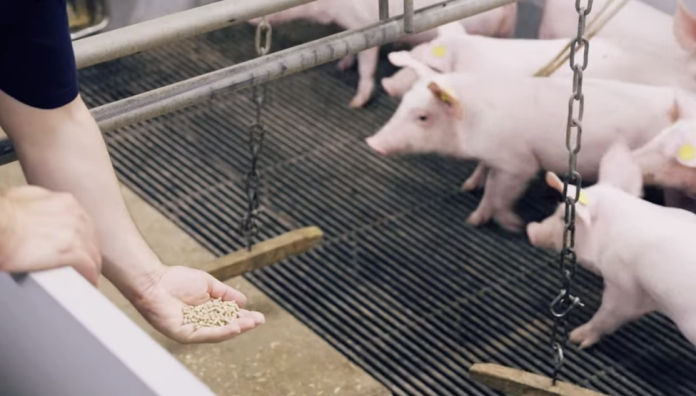 alimentazione suinetti