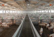 Consultazione Ue sul benessere animale: scadenza il 12 dicembre benessere animale