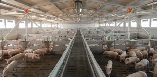 Consultazione Ue sul benessere animale: scadenza il 12 dicembre benessere animale