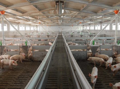 Consultazione Ue sul benessere animale: scadenza il 12 dicembre benessere animale