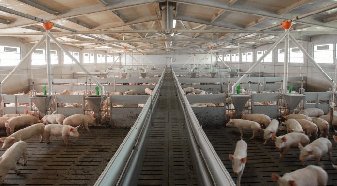 Consultazione Ue sul benessere animale: scadenza il 12 dicembre benessere animale