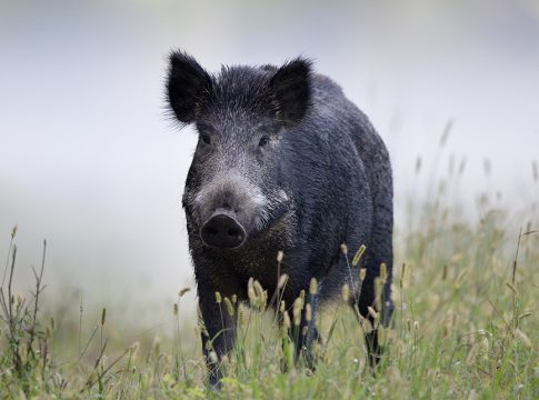 Psa: tutta l’Italia fuori dalla zona di restrizione III zona restrizione