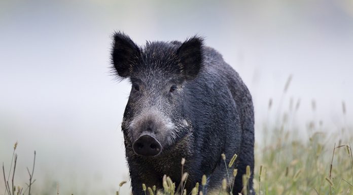 Psa: tutta l’Italia fuori dalla zona di restrizione III zona restrizione