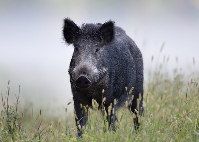 cinghiale selvaggio 2 zona restrizione