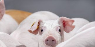 Verona, 5 febbraio 2026: torna il Pork Summit pork summit 26