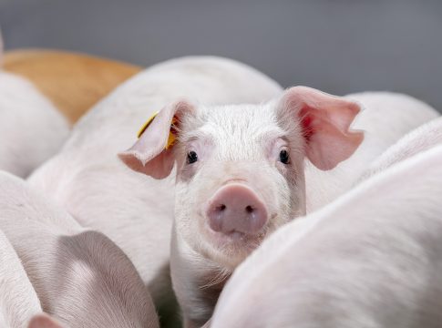 Verona, 5 febbraio 2026: torna il Pork Summit pork summit 26