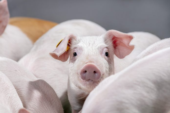 suini - Pork Summit pork summit 26