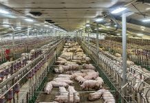 Ventilazione impianti, sfide tecniche e futuro ventilazione