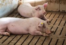 Prezzi dei suini e dei tagli di carne suina: settimana 12-17 gennaio prezzo settimana