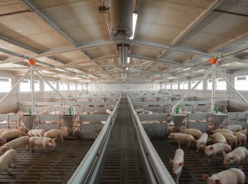 Lombardia suinicoltura