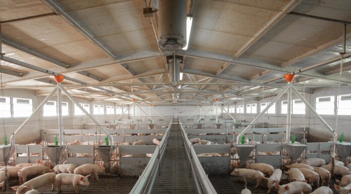 Lombardia suinicoltura