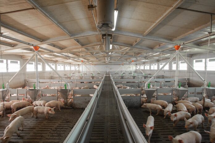 allevamento suinicolo lombardo Lombardia suinicoltura