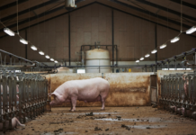 Nuovo additivo tecnologico a base di minerali bioattivi per l’allevamento suino addittivo elanco