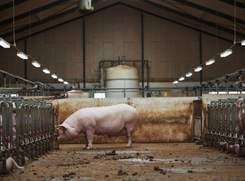 Nuovo additivo tecnologico a base di minerali bioattivi per l’allevamento suino addittivo elanco