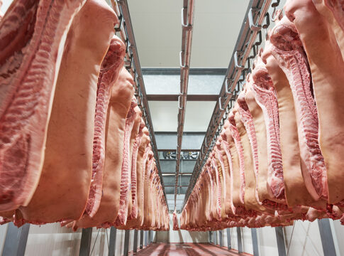 Novembre: 1,923 euro/kg il prezzo del suino pesante suino pesante