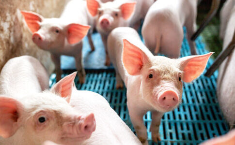 Geestferkel insolvente: un allarme per la suinicoltura tedesca suinicoltura tedesca