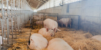 Fumagalli Industria Alimentari, quando il benessere diventa sistema Fumagalli