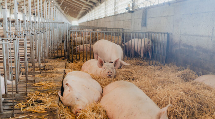 Fumagalli Industria Alimentari, quando il benessere diventa sistema Fumagalli
