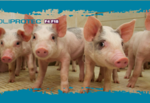 Coliprotec F4/F18, protezione e performance dei suinetti Coliprotec