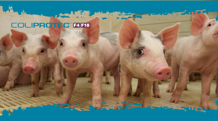 Coliprotec F4/F18, protezione e performance dei suinetti Coliprotec