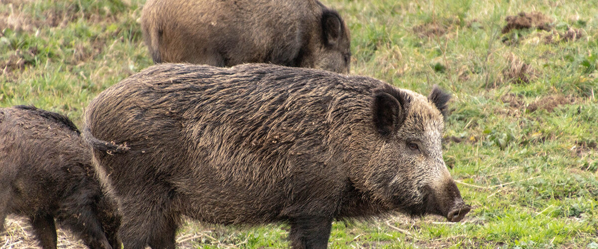 psa
