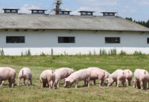 SQNBA, Suini: la certificazione del benessere animale entra nel vivo sqnba suini