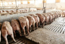 comportamento alimentare