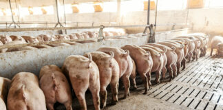 comportamento alimentare