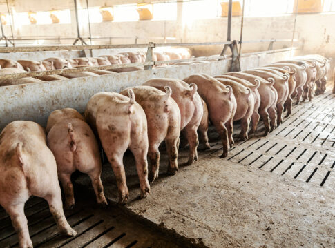 Riconoscere il comportamento alimentare con l’IA comportamento alimentare