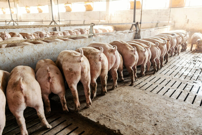 comportamento alimentare