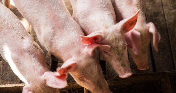 Traditional,Pig,Group,In,Livestock,Farm,Meat,Industry prezzi suini