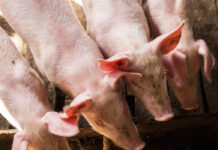 Pac e zootecnia: la partita è tra Stato e Regioni pac e zootecnia