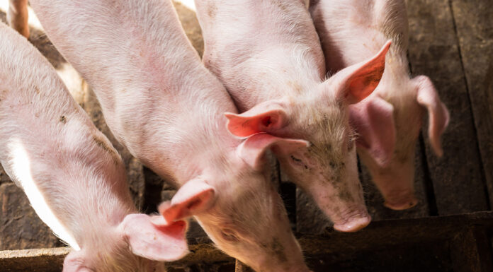 Prezzi suini e tagli di carne suina: settimana 15 – 20 giugno prezzi suini