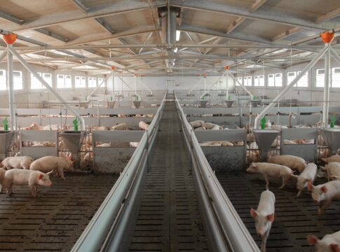 Prezzi suini e tagli di carne suina: settimana 6-11 aprile prezzo suini