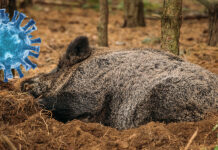 focolaio psa alessandria