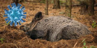 focolaio psa alessandria