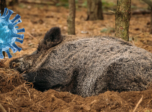 focolaio psa alessandria