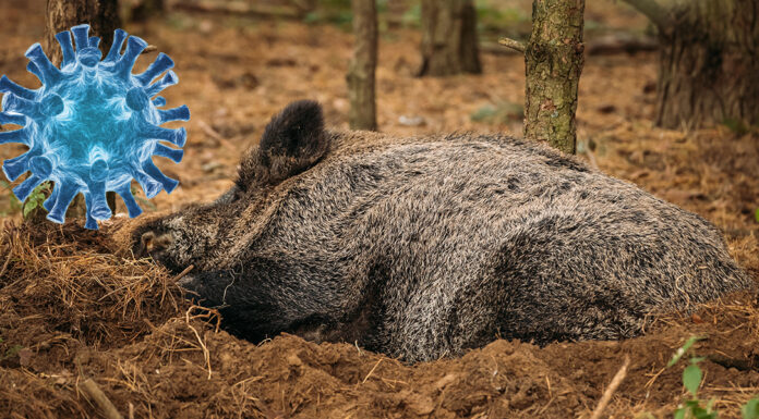 focolaio psa alessandria