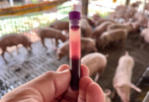 suini geneticamente resistenti