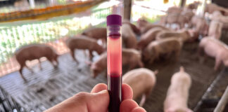 suini geneticamente resistenti